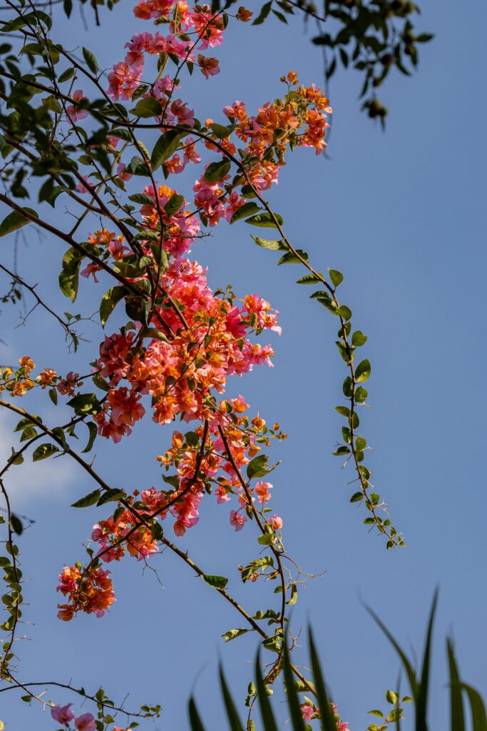Beautiful pink blossoms in a sunny outdoor scene with a bright blue sky.