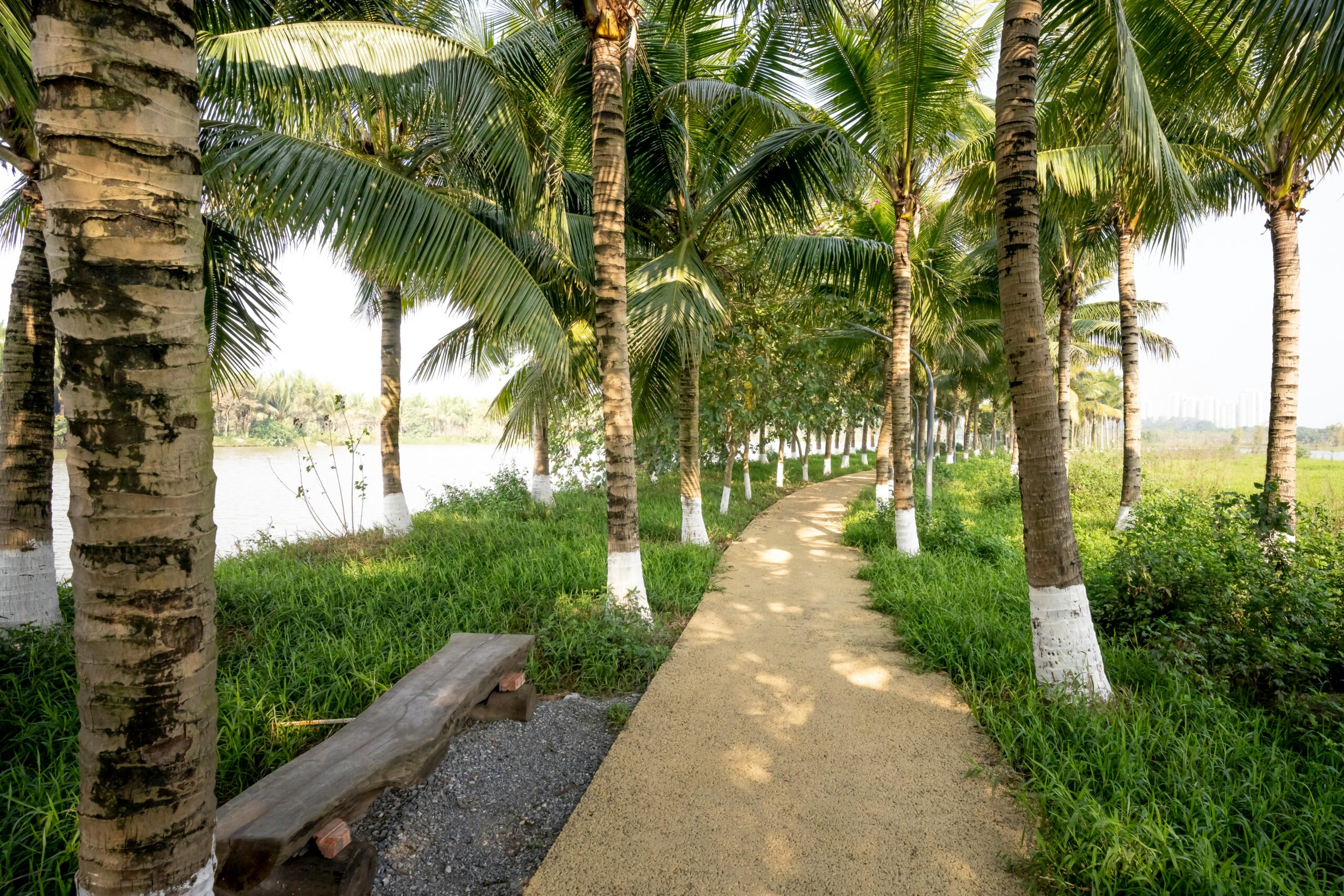 Scenic pathway lined with coconut trees and lush greenery in a tropical setting.